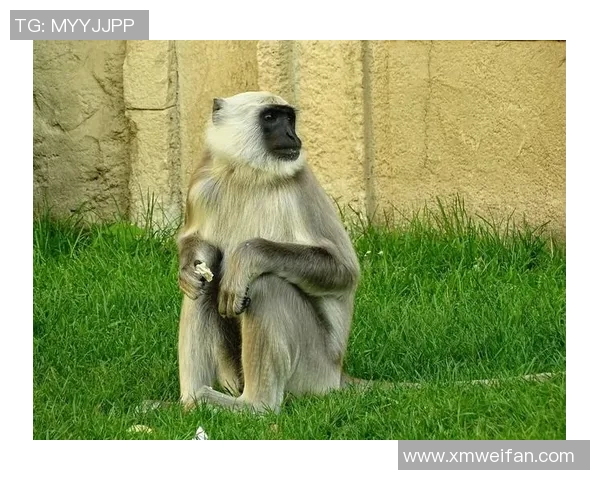 猴子与足球明星的奇妙联系揭示了运动与动物世界的趣味交融 猴子与足球明星的奇妙联系揭示了运动与动物世界的趣味交融